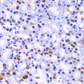 XRCC4 Antibody - Immunohistochemistry of paraffin-embedded rat pancreas using XRCC4 Antibodyat dilution of 1:200 (40x lens).