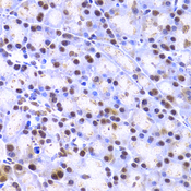 XRCC4 Antibody - Immunohistochemistry of paraffin-embedded rat pancreas using XRCC4 Antibodyat dilution of 1:200 (40x lens).
