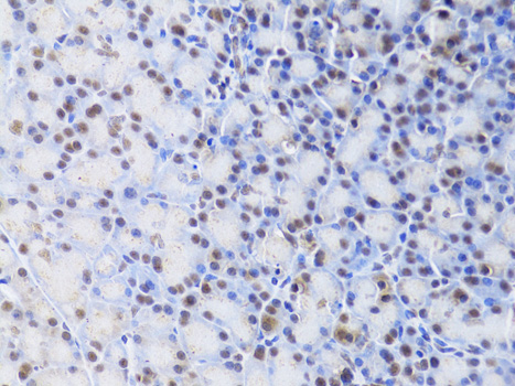 XRCC4 Antibody - Immunohistochemistry of paraffin-embedded rat pancreas using XRCC4 Antibodyat dilution of 1:100 (40x lens).