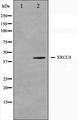 XRCC4 Antibody - Western blot analysis on COLO205 cell lysates using XRCC4 antibody. The lane on the left is treated with the antigen-specific peptide.