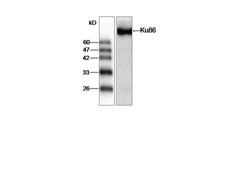 XRCC5 / Ku80 Antibody