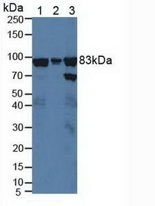 XRCC5 / Ku80 Antibody - Western Blot; Sample: Lane1: Human K562 Cells; Lane2: Human Hela Cells; Lane3: Human HepG2 Cells.