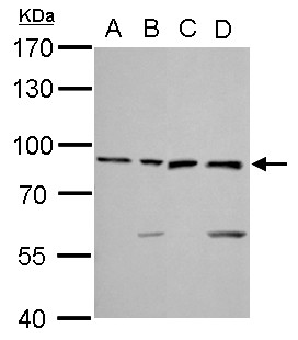XRCC5 / Ku80 Antibody - Ku80 antibody [N3C2], Internal detects XRCC5 protein by Western blot analysis. A. 30 ug 293T whole cell lysate/extract. B. 30 ug A431 whole cell lysate/extract. C. 30 ug HeLa whole cell lysate/extract. D. 30 ug HepG2 whole cell lysate/extract. 7.5 % SDS-PAGE. Ku80 antibody [N3C2], Internal dilution:1:1000.