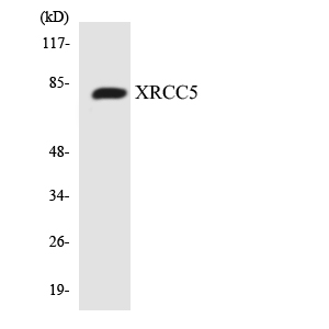 XRCC5 / Ku80 Antibody - Western blot analysis of the lysates from HeLa cells using XRCC5 antibody.