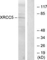 XRCC5 / Ku80 Antibody - Western blot analysis of lysates from Jurkat cells, using XRCC5 Antibody. The lane on the right is blocked with the synthesized peptide.