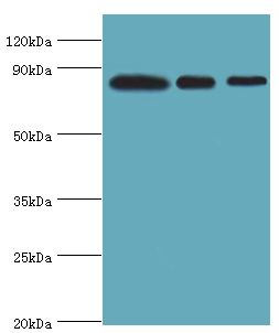 XRCC5 / Ku80 Antibody - Western blot. All lanes: X-ray repair cross-complementing protein 5 antibody at 2 ug/ml. Lane 1: A549 whole cell lysate. Lane 2: MCF-7 whole cell lysate. Lane 3: 293T whole cell lysate. secondary Goat polyclonal to rabbit at 1:10000 dilution. Predicted band size: 83 kDa. Observed band size: 83 kDa.