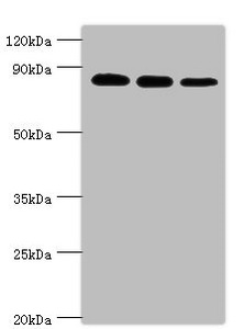 XRCC5 / Ku80 Antibody - Western blot All lanes: X-ray repair cross-complementing protein 5 antibody at 2µg/ml Lane 1: A549 whole cell lysate Lane 2: MCF-7 whole cell lysate Lane 3: 293T whole cell lysate Secondary Goat polyclonal to rabbit IgG at 1/10000 dilution Predicted band size: 83 kDa Observed band size: 83 kDa