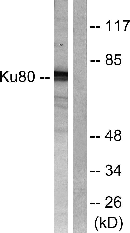 XRCC5 / Ku80 Antibody - Western blot analysis of lysates from COS7 cells, using Ku80 Antibody. The lane on the right is blocked with the synthesized peptide.
