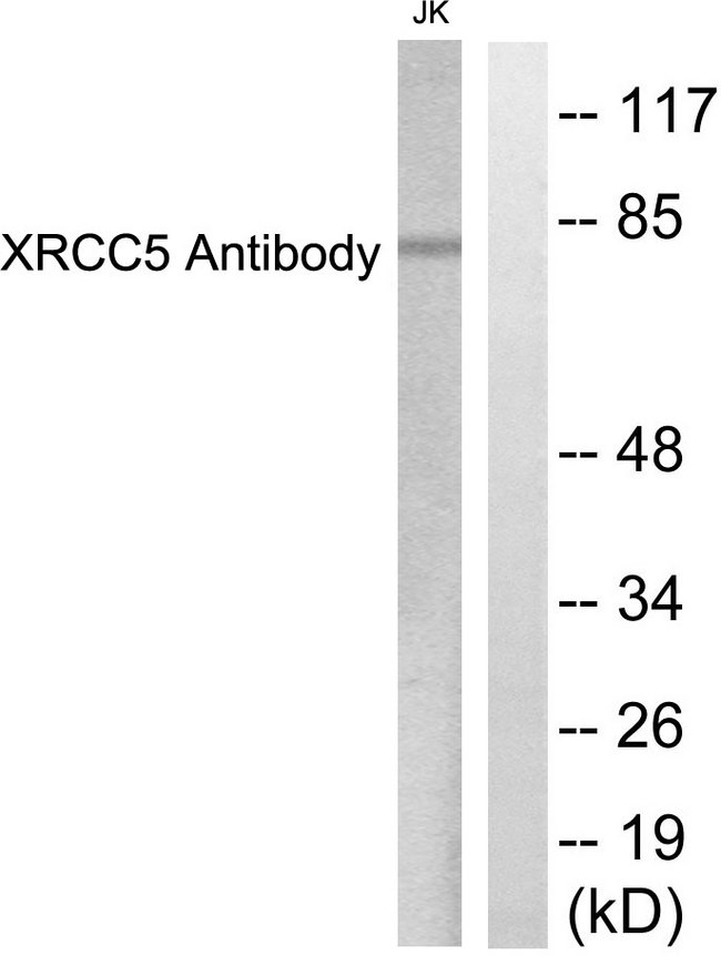 XRCC5 / Ku80 Antibody - Western blot analysis of lysates from Jurkat cells, using XRCC5 Antibody. The lane on the right is blocked with the synthesized peptide.