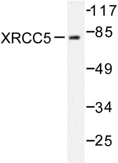 XRCC5 / Ku80 Antibody - Western blot of XRCC5 (A717) pAb in extracts from Jurkat cells.