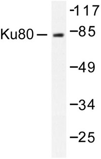 XRCC5 / Ku80 Antibody - Western blot of Ku80 (D708) pAb in extracts from COS7 cells.