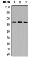 XRCC5 / Ku80 Antibody - Western blot analysis of Ku80 (pT714) expression in A549 (A); HepG2 (B); COS7 (C) whole cell lysates.