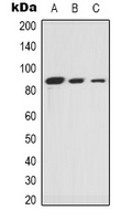 XRCC5 / Ku80 Antibody - Western blot analysis of Ku80 expression in A549 (A); HeLa (B); COS7 (C) whole cell lysates.