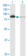 XRCC5 / Ku80 Antibody - Western blot of XRCC5 expression in transfected 293T cell line by XRCC5 monoclonal antibody (M02), clone 3D8.