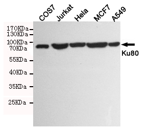 XRCC5 / Ku80 Antibody - Western blot detection of Ku80 in COS7, Jurkat, HeLa, MCF7 and A549 cell lysates using Ku80 mouse monoclonal antibody (1:1000 dilution). Predicted band size: 86KDa. Observed band size:86KDa.