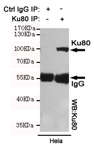 XRCC5 / Ku80 Antibody - Immunoprecipitation analysis of HeLa cell lysates using Ku80 mouse monoclonal antibody.