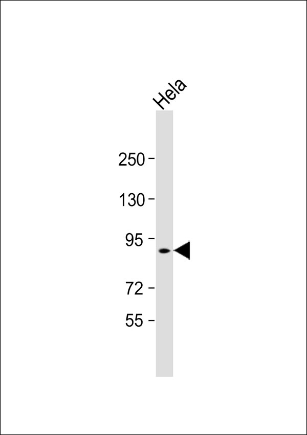 XRCC5 / Ku80 Antibody - Anti-Ku80 (pT714) Antibody at 1:1000 dilution + HeLa whole cell lysate Lysates/proteins at 20 ug per lane. Secondary Goat Anti-Rabbit IgG, (H+L), Peroxidase conjugated at 1:10000 dilution. Predicted band size: 83 kDa. Blocking/Dilution buffer: 5% NFDM/TBST.