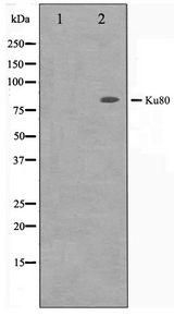 XRCC5 / Ku80 Antibody - Western blot of COS7 cell lysate using Ku80 Antibody