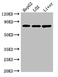 XRCC5 / Ku80 Antibody - Positive WB detected in:HepG2 whole cell lysate,LO2 whole cell lysate,Mouse liver tissue;All lanes:XRCC5 antibody at 3.5?g/ml;Secondary;Goat polyclonal to rabbit IgG at 1/50000 dilution;Predicted band size: 83 KDa;Observed band size: 83 KDa;