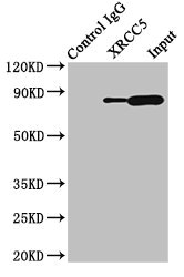 XRCC5 / Ku80 Antibody - Immunoprecipitating XRCC5 in HepG2 whole cell lysate Lane 1: Rabbit control IgG (1µg) instead of XRCC5 Antibody in HepG2 whole cell lysate.For western blotting, a HRP-conjugated Protein G antibody was used as the secondary antibody (1/2000) Lane 2: XRCC5 Antibody (8µg) + HepG2 whole cell lysate (500µg) Lane 3: HepG2 whole cell lysate (10µg)