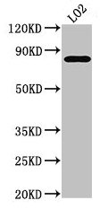 XRCC5 / Ku80 Antibody - Western Blot Positive WB detected in: LO2 whole cell lysate All lanes: XRCC5 antibody at 3.5µg/ml Secondary Goat polyclonal to rabbit IgG at 1/50000 dilution Predicted band size: 83 kDa Observed band size: 83 kDa