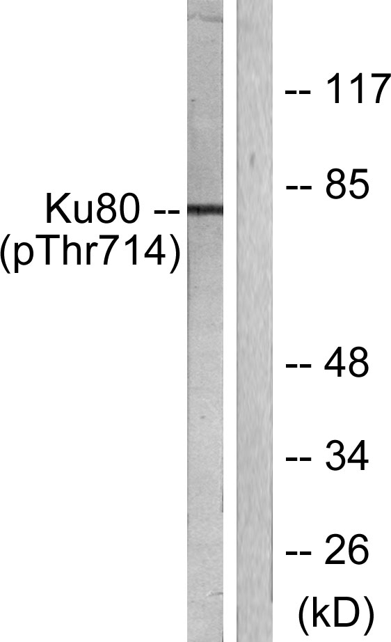XRCC5 / Ku80 Antibody - Western blot analysis of lysates from COS7 cells, using Ku80 (Phospho-Thr714) Antibody. The lane on the right is blocked with the phospho peptide.
