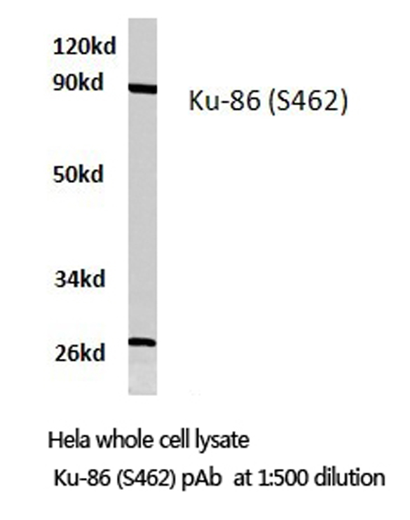 XRCC5 / Ku80 Antibody - Western blot of Ku-86 (S462) pAb in extracts from HeLa cells.