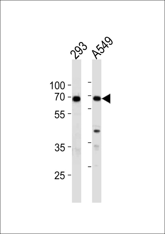XRCC6 / Ku70 Antibody - XRCC6 Antibody western blot of 293,A549 cell line lysates (35 ug/lane). The XRCC6 antibody detected the XRCC6 protein (arrow).