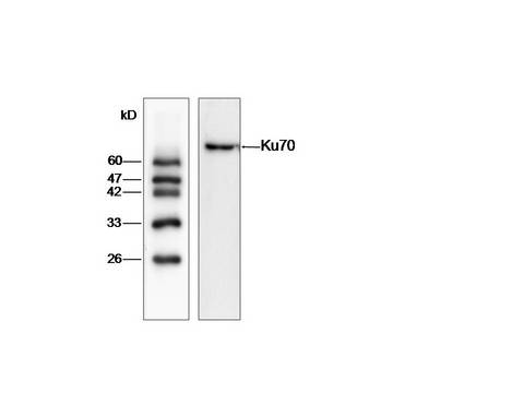 XRCC6 / Ku70 Antibody