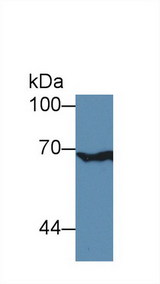 XRCC6 / Ku70 Antibody - Western Blot; Sample: Human A549 cell lysate; ;Primary Ab: 3µg/ml Rabbit Anti-Mouse XRCC6 Antibody;Second Ab: 0.2µg/mL HRP-Linked Caprine Anti-Rabbit IgG Polyclonal Antibody;