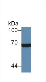 XRCC6 / Ku70 Antibody - Western Blot; Sample: Human Hela cell lysate; ;Primary Ab: 3µg/ml Rabbit Anti-Mouse XRCC6 Antibody;Second Ab: 0.2µg/mL HRP-Linked Caprine Anti-Rabbit IgG Polyclonal Antibody;(Catalog: SAA544Rb19