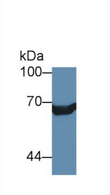 XRCC6 / Ku70 Antibody - Western Blot; Sample: Recombinant protein.