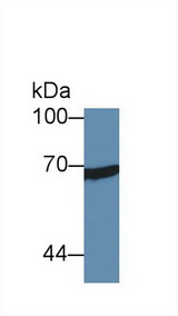 XRCC6 / Ku70 Antibody - Western Blot; Sample:  Human MCF7 cell lysate; ;Primary Ab: 3µg/ml Rabbit Anti-Mouse XRCC6 Antibody;Second Ab: 0.2µg/mL HRP-Linked Caprine Anti-Rabbit IgG Polyclonal Antibody;(Catalog: SAA544Rb19