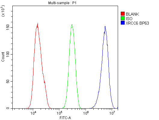 XRCC6 / Ku70 Antibody - Flow Cytometry analysis of SiHa cells using anti-Ku70 antibody. Overlay histogram showing SiHa cells stained with anti-Ku70 antibody (Blue line). The cells were blocked with 10% normal goat serum. And then incubated with rabbit anti-Ku70 Antibody (1µg/10E6 cells) for 30 min at 20°C. DyLight®488 conjugated goat anti-rabbit IgG (5-10µg/10E6 cells) was used as secondary antibody for 30 minutes at 20°C. Isotype control antibody (Green line) was rabbit IgG (1µg/10E6 cells) used under the same conditions. Unlabelled sample (Red line) was also used as a control.