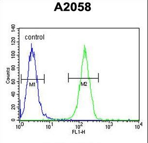 XRCC6 / Ku70 Antibody - XRCC6 Antibody flow cytometry of A2058 cells (right histogram) compared to a negative control cell (left histogram). FITC-conjugated goat-anti-rabbit secondary antibodies were used for the analysis.