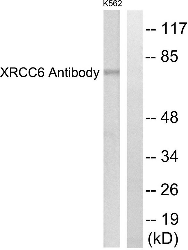 XRCC6 / Ku70 Antibody - Western blot analysis of lysates from K562 cells, using XRCC6 Antibody. The lane on the right is blocked with the synthesized peptide.