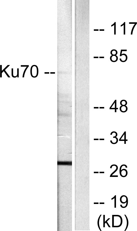 XRCC6 / Ku70 Antibody - Western blot analysis of lysates from HepG2 cells, using Ku70 Antibody. The lane on the right is blocked with the synthesized peptide.
