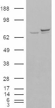 XRCC6 / Ku70 Antibody - HEK293 overexpressing KU70 (RC204048) and probed with (mock transfection in first lane).