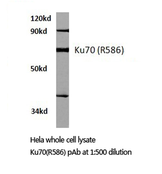 XRCC6 / Ku70 Antibody - Western blot of XRCC6 (R586) pAb in extracts from HeLa cells.