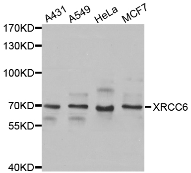 XRCC6 / Ku70 Antibody - Western blot analysis of extracts of various cell lines, using XRCC6 antibody.