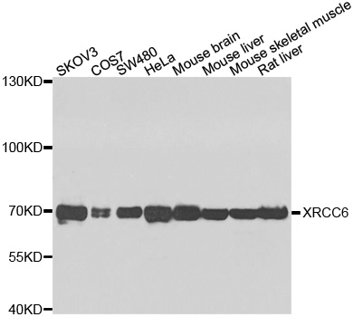 XRCC6 / Ku70 Antibody - Western blot analysis of extracts of various cell lines, using XRCC6 antibody at 1:1000 dilution. The secondary antibody used was an HRP Goat Anti-Rabbit IgG (H+L) at 1:10000 dilution. Lysates were loaded 25ug per lane and 3% nonfat dry milk in TBST was used for blocking. An ECL Kit was used for detection and the exposure time was 60s.