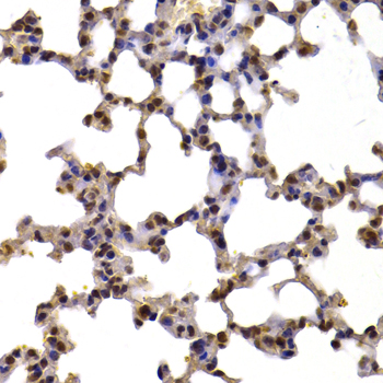 XRCC6 / Ku70 Antibody - Immunohistochemistry of paraffin-embedded mouse lung tissue.