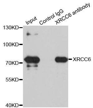 XRCC6 / Ku70 Antibody - Immunoprecipitation analysis of 100ug extracts of SW480 cells.