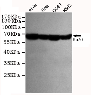 XRCC6 / Ku70 Antibody - Western blot detection of Ku70 in HeLa, A549, COS7 and K562 cell lysates using Ku70 mouse monoclonal antibody (1:1000 dilution). Predicted band size: 70KDa. Observed band size:67KDa.