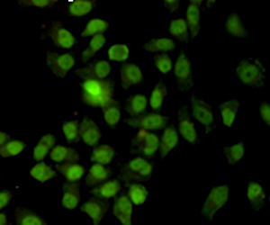 XRCC6 / Ku70 Antibody - Immunocytochemistry staining of HeLa cells fixed with -20°C Methanol and using anti-Ku70 antibody (dilution 1:200).