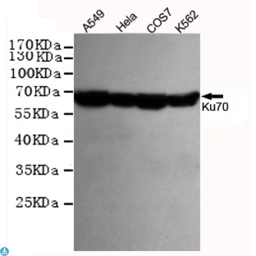XRCC6 / Ku70 Antibody - Western blot detection of Ku70 in Hela, A549, COS7 and K562 cell lysates using Ku70 mouse mAb (1:1000 diluted). Predicted band size: 70KDa. Observed band size: 67KDa.