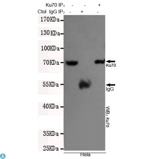 XRCC6 / Ku70 Antibody - Immunoprecipitation analysis of Hela cell lysates using Ku70 mouse mAb.