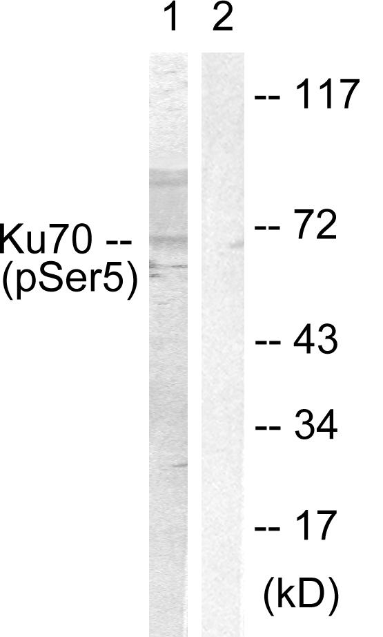XRCC6 / Ku70 Antibody - Western blot analysis of lysates from HeLa cells, using Ku70 (Phospho-Ser5) Antibody. The lane on the right is blocked with the phospho peptide.