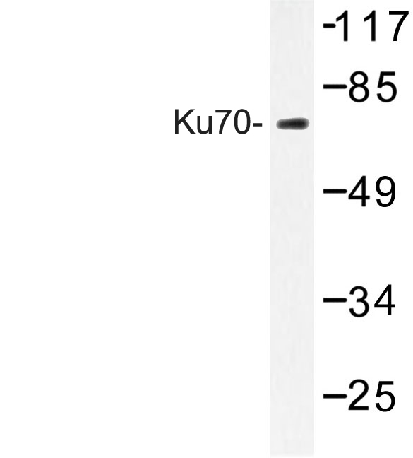 XRCC6 / Ku70 Antibody - Western blot of Ku70 (S1) pAb in extracts from HeLa cells.