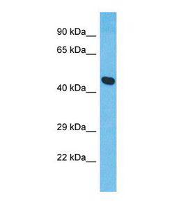 XRG8 / XKR8 Antibody - Western blot of Human HepG2. XKR8 antibody dilution 1.0 ug/ml.  This image was taken for the unconjugated form of this product. Other forms have not been tested.